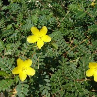 Tribulus cistoides L.